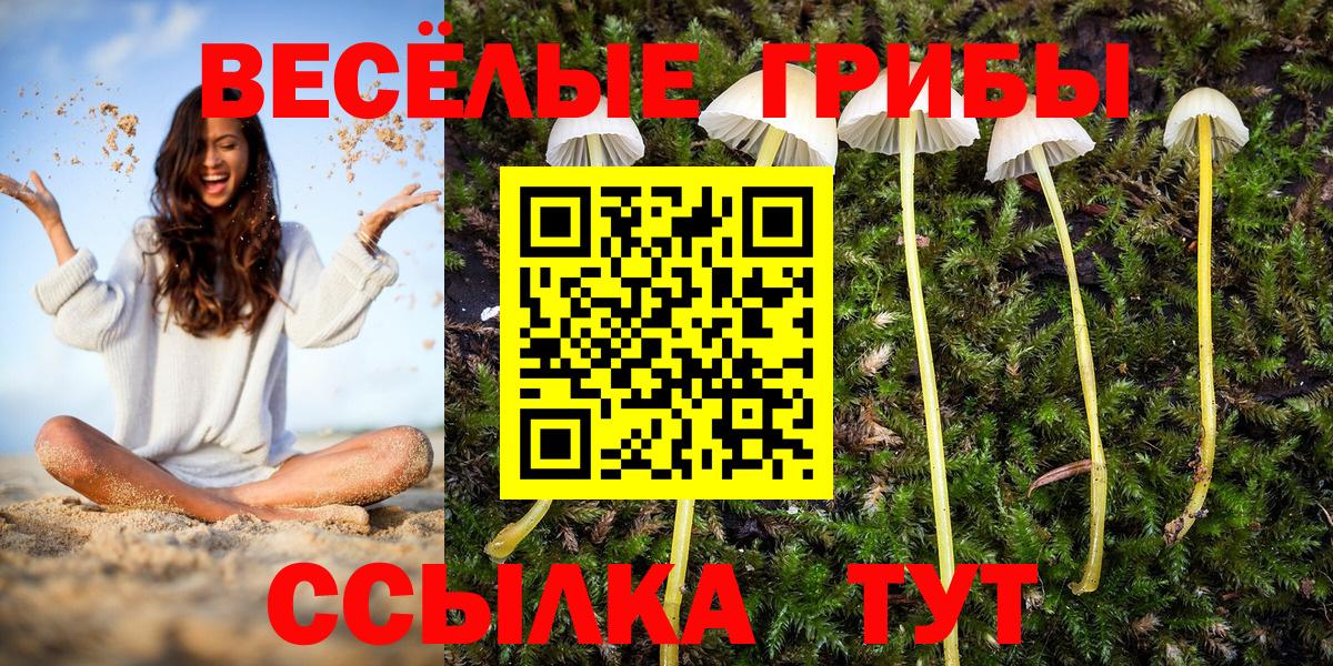 Псилоцибиновые грибы мицелий Пятигорск